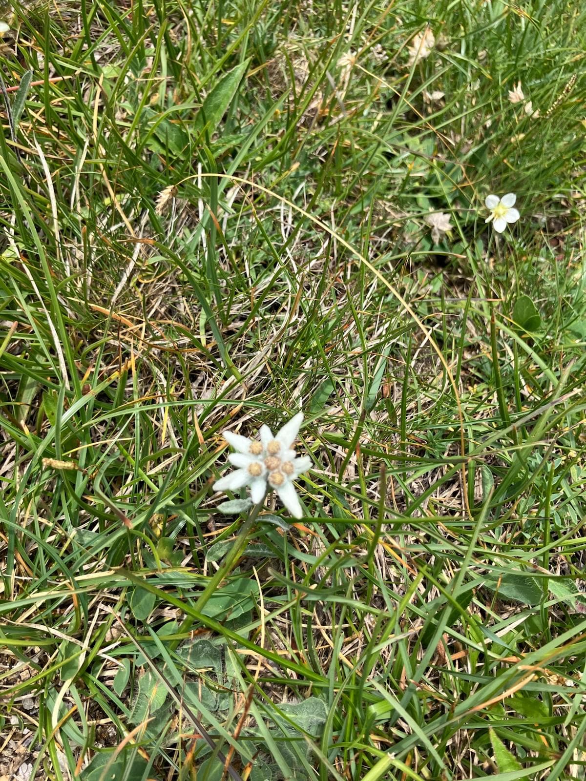 Edelweiss on alpine meadow