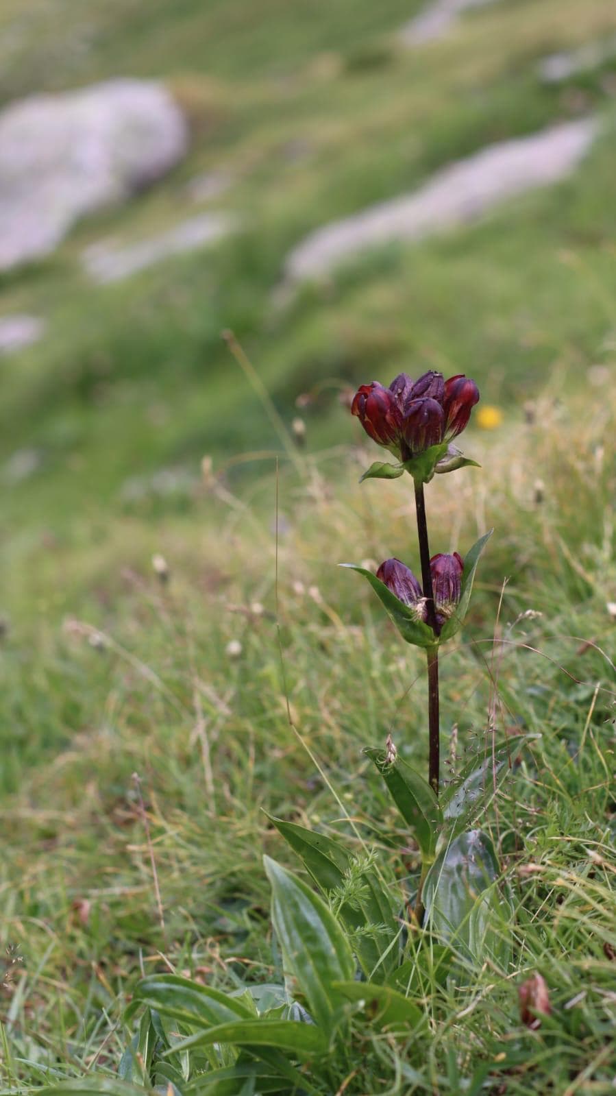 Gentian flowers — Wallis botanicals