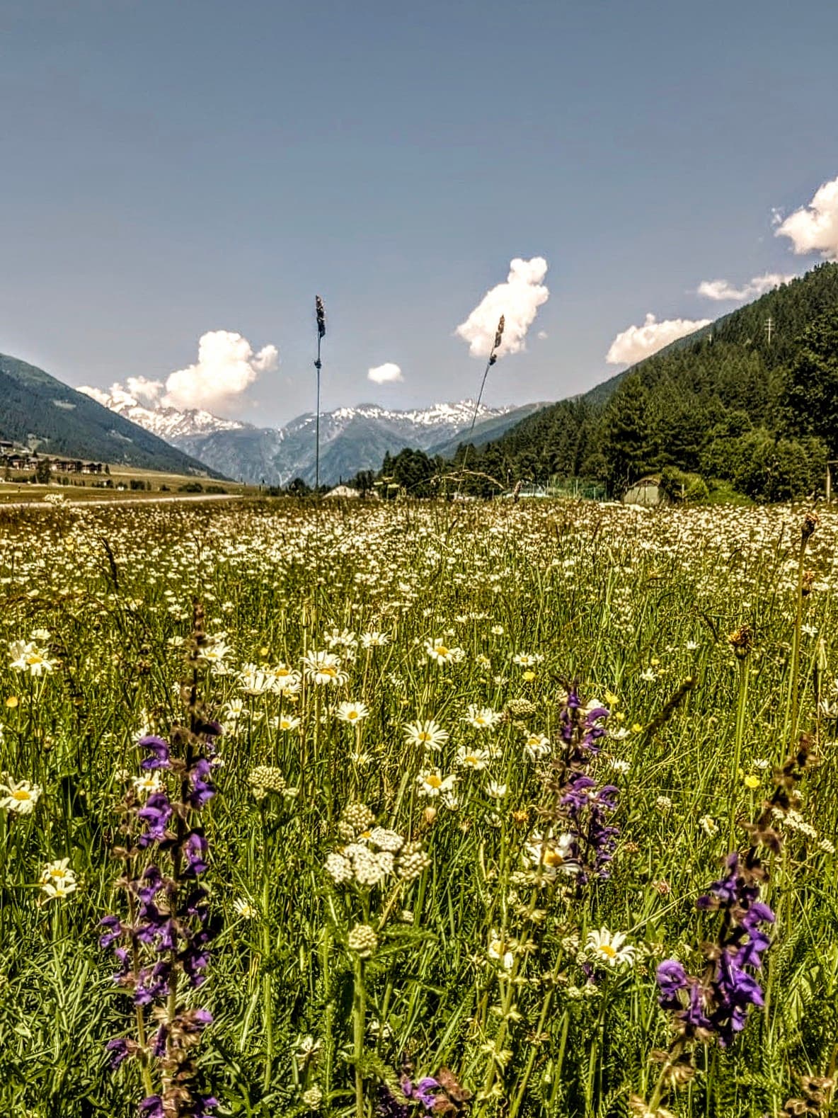 Alpine wildflower meadow in the Wallis valley